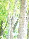 Woodpecker in a tree in my current backyard in April 2009.
